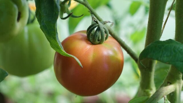 Ripening tomato hanging on a branch