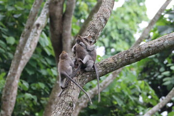 Macaques affection in a tree