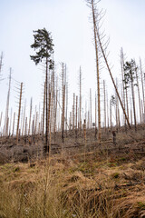 Obraz premium Broken forest with dead trees and broken trees
