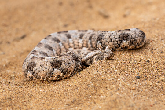 Horned puff adder (Bitis caudalis) in her natural habitat the namib Dersert in Namibia