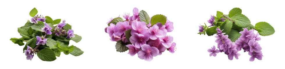 Set of patchouli flowers. Isolated on a transparent background.