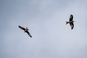 a red kite (Milvus milvus) flying in the air