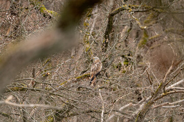 a red kite (Milvus milvus) sits on a branch