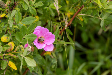 A bumblebee lands on a bright pink flower and is hard at work pollinating it.