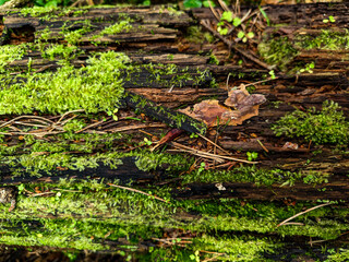 Brown bark of pine tree with green moss coating. Photo of forest tree trunk texture in horizontal format close-up view.