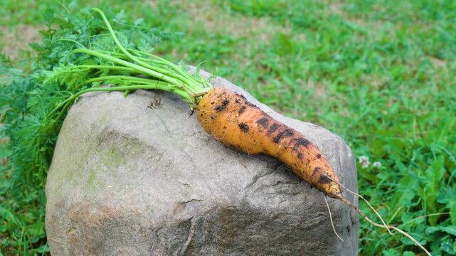 Carrot fresh from the ground lie on the stone organic organic