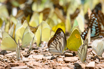Group of Beautiful butterfly on the ground in Ban Krang Camp, Kaeng Krachan National Park at Thailand.