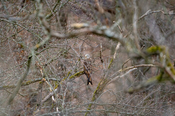 a red kite (Milvus milvus) sits on a branch