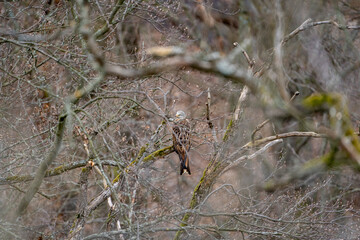 a red kite (Milvus milvus) sits on a branch