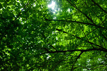 Fototapeta premium Close up in woodland
