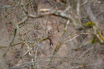 a red kite (Milvus milvus) sits on a branch