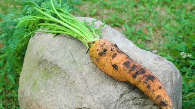 Carrots fresh from the ground lie on the stone organic organic