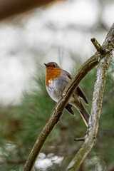 close up of a robin sitting on a branch