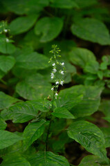 Close up in woodland