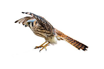 American Kestrel (Falco sparverius) in Landing Mode, Over a Transparent, Isolated PNG Background