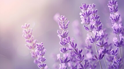 A bunch of purple lavender flowers are in a field