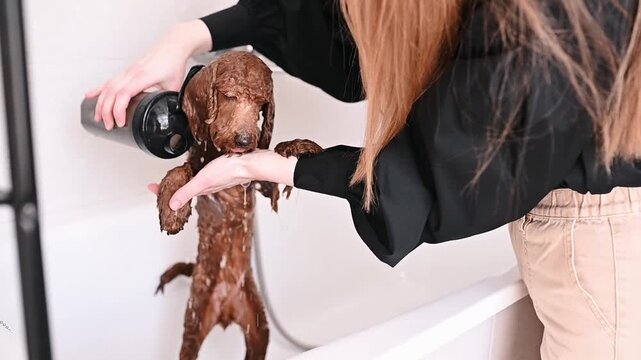 A groomer applies soap to a poodle's coat at a pet salon. Proper washing helps keep your pet healthy and prolongs the life of its coat.