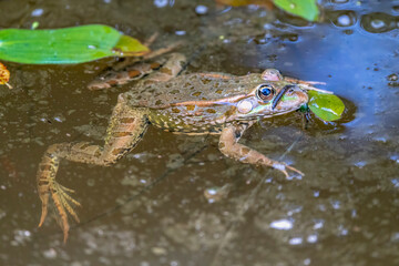 France - Dordogne - Marsh Frog (Pelophylax ridibundus)