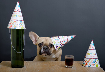 A bulldog dog wearing a birthday hat sits at a table with a glass shot glass and a bottle, looking sadly in front of him