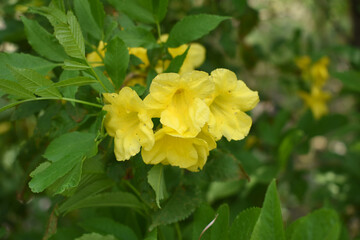 Yellow trumpetbush (Tecoma stans) Called Yellow bell or Yellow Elder Flower, trumpet flower, Beautiful bunch of yellow flowers closeup with green leaves Background, tecoma stans