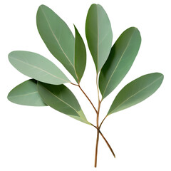 Obraz premium Fresh eucalyptus sprig isolated transparent background