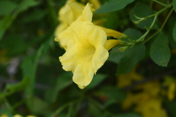 Yellow trumpetbush (Tecoma stans) Called Yellow bell or Yellow Elder Flower, trumpet flower, Beautiful bunch of yellow flowers closeup with green leaves Background, tecoma stans