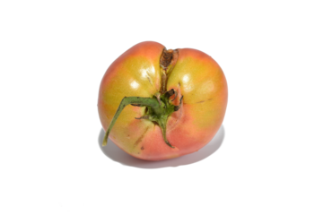 A tomato with traces of disease on the peel.