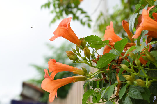 Campsis radicans also known as trumpet creeper, the trumpet vine, orange trumpet vine flower, Bright orange flowers of Campsis radicans, orange flower closeup shot, Chakwal, Punjab, Pakistan