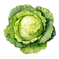 Obraz premium head of cabbage watercolor isolated on transparent background cutout