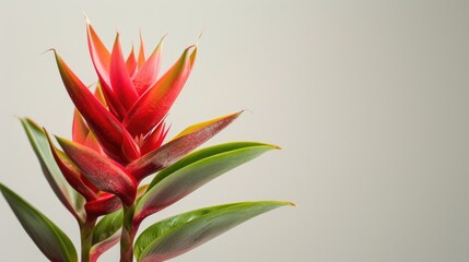 Exotic flower displaying red and green petals vertically with empty space
