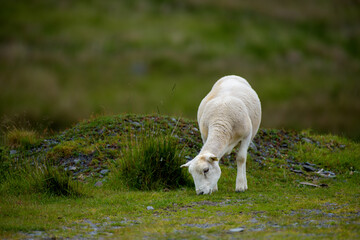White sheep grazing on green grass pasture in Wales © Jonathan