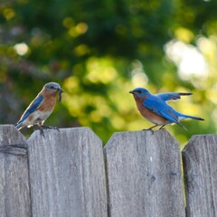 Backyard Birding in Indiana