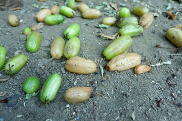 Averrhoa bilimbi is a fruit-bearing tree of the genus Averrhoa, family Oxalidaceae. Scattered rotten Averrhoa bilimbi star fruits fell to the ground