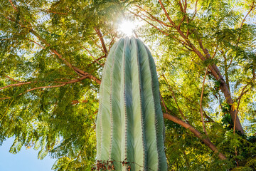 Kaktus kolumnowy (Pachycereus pringlei) wyrastający majestatycznie wśród tropikalnych drzew, oświetlony promieniami słońca, tworząc harmonijny i malowniczy krajobraz Lanzarote.