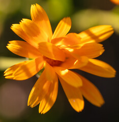 Small-flowered marigolds grow in nature