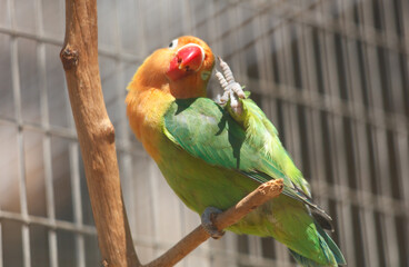 Portrait of a parrot in the zoo