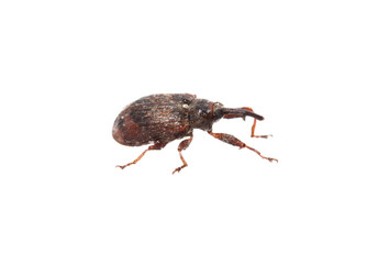 Portrait of a beetle isolated on white background