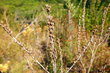 grasses in the field