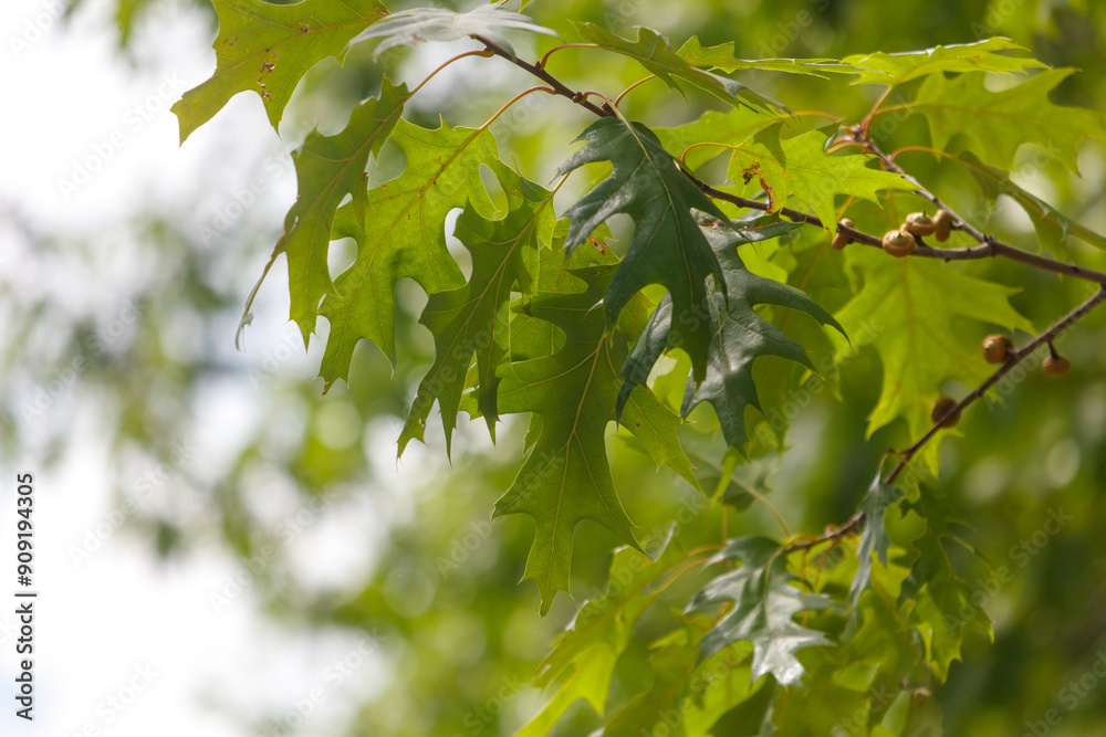 Sticker green leaves on a tree in the park in summer