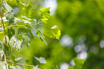 Green leaves on a tree in the park in summer