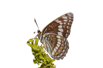 Weidemeyer's Admiral (Limenitis weidemeyerii) Photo, Feeding on Gray's Biscuitroot (Lomatium gray) Over a Transparent Isolated PNG Background