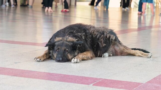 old stray dog lying on the ground in the crowd