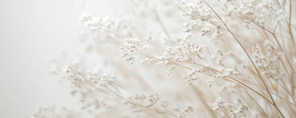 Obraz premium Dried flowers in soft focus with white background, minimalistic nature concept