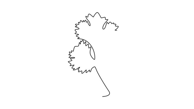 Animated self drawing of continuous line draw of healthy organic coriander leaf for farming logo identity. Fresh Chinese parsley concept for cooking or vegetable icon. Full length one line animation
