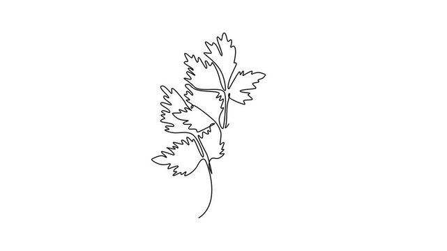 Animated self drawing of continuous line draw healthy freshness organic raw coriander leaf for farming logo identity. Fresh Chinese parsley concept for vegetable icon. Full length one line animation