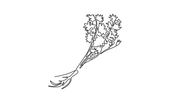 Animated self drawing of continuous line draw tied bunch healthy freshness organic raw coriander leaf for farm logo identity. Fresh cilantro concept for vegetable icon. Full length one line animation