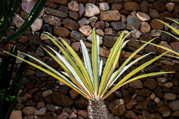 Palma Madagaskaru (Pachypodium lamerei) w otoczeniu kamiennej ściany, podkreślająca unikalne piękno i harmonię egzotycznej pustynnej roślinności. © damian