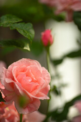 Delicate pink rose flowers close-up.