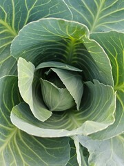 Obraz premium cabbage in the garden
