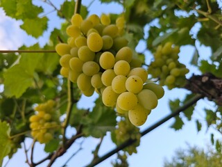 grapes on vine